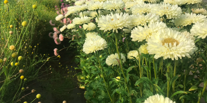 Fleurs coupées – Florie Jehanne